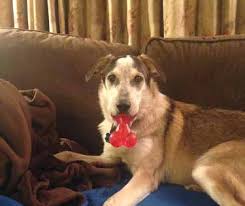 RARELY BORED PET CO-WORKERS! DEFERRING COLLECTIONS AUDIT? FIDELITY  INSURANCE CLAIMS