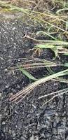 Image result for Digitaria seriata