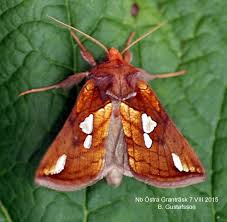 Image result for Plusia putnami