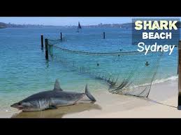 Maybe you would like to learn more about one of these? Shark Beach Beach In Vaucluse Woollahra Sydney Nsw Nielsen Park Exploring Australia Youtube