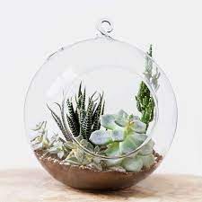 If you would like to write a letter to the editor, please forward it to letters@globeandmail.com. 8 Best Terrariums And Terrarium Kits Reviewed 2018 The Strategist New York Magazine