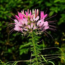 Image result for Cleome