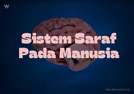 Bagian yang dimaksud adalah otak, sumsum tulang belakang, organ sensorik, dan juga semua sel saraf (neuron) yang berfungsi sebagai penghubung. Fungsi Sistem Saraf Pada Manusia Dan Hewan Pelajari Lebih Lanjut