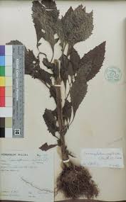 Image result for Crassocephalum picridifolium