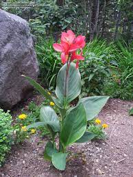 Pin On Flowers
