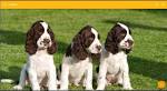 English Springer Spaniel Puppies For Sale - AKC PuppyFinder