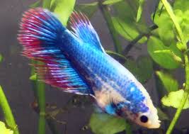 Dragonscale Crowntail Marble Female Betta Fish Blue Fish Betta Fish Fish Betta