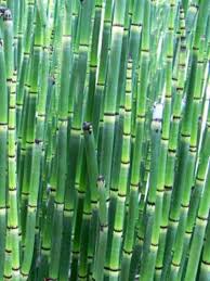 Equisetum is a popular container plant because of its vertical architecture. Horsetail Rush Pond Plant