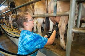 Why Is Eating Cheese Cruel To Cows One Green Planet