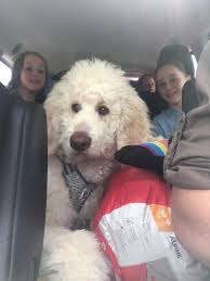 Check spelling or type a new query. Pin On Goldendoodle Puppies
