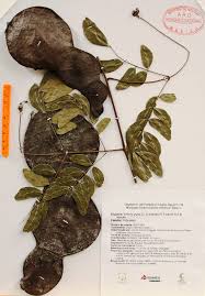 Image result for Entada gigas