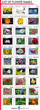 The are associated with the sun and as such are often viewed as uplifting especially when included in floral displays. Flower Names In English And Urdu Flowers Name In English Flower Names Indian Flower Names