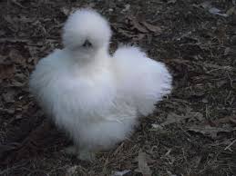 We don't know when or if this item will be back in stock. Silkie Hatching Eggs For Sale Nc Backyard Chickens Learn How To Raise Chickens
