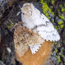 Here's a female with two males European Gypsy Moth City Of Toronto