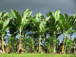 Growing Bananas Banana Tree Growing Fruit Trees Banana Plants