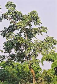 Image result for Lannea antiscorbutica