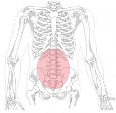 The anatomy of the lumbar spine is quite complex. Chronic Low Back Pain Physiopedia