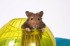 hamsters