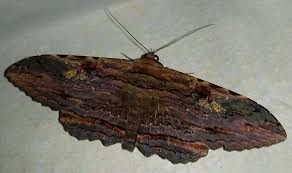 Black And White Spotted Moth Ontario Anisoneura Aluco Thailand Owlet Tree Bark Moth