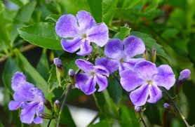 Image result for Duranta erecta
