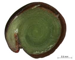 Image result for Suaeda merxmuelleri