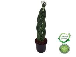Bogenhanf Sansevieria Cylindrica Geflochten Bogenhanf Sansevieria Cylindrica Hanf