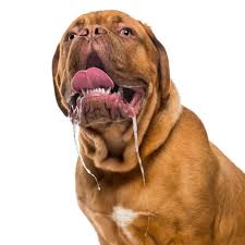 Image result for Drooling