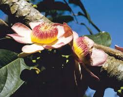 Image result for Lecythidaceae