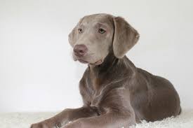 7 Things You Didn T Know About The Silver Labs