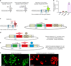 Recipient may transfer material, modifications, and. Isure Cre Is A Genetic Tool To Reliably Induce And Report Cre Dependent Genetic Modifications Nature Communications