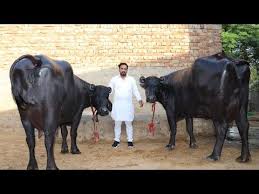 Show Quality Murrah Buffalo With 25 Kg Milk Capacity Youtube In 2020 Animals Buffalo Milk