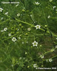 Image result for Thesium dolichomeres