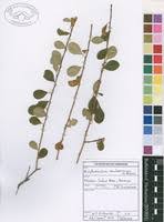 Image result for Erythroxylum zambesiacum