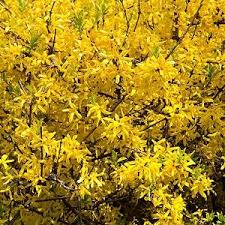 Forsythia X Intermedia Lynwood Variety Border Forsythia In 2020 Planting Shrubs Garden Retreat Ideas Extreme Flowers