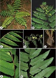 Image result for Diplazium humbertii