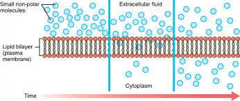 The Cell Membrane Anatomy And Physiology I
