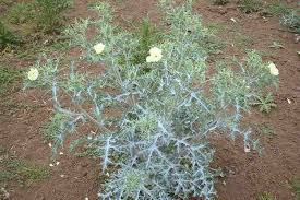Image result for Argemone ochroleuca
