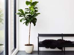 The bird of paradise is considered the queen of the indoor plant world, says mast. 13 Best Indoor Plants And How To Care For Them Architectural Digest