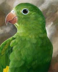Maybe you would like to learn more about one of these? 10 Pet Canary Winged Parakeets Ideas Parakeet Canary Pet Birds