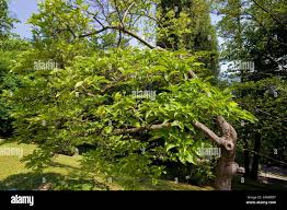 Image result for Psammotropha myriantha