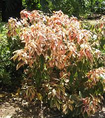 Image result for Acalypha ambigua