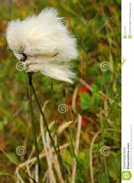 Image result for arctic cotton