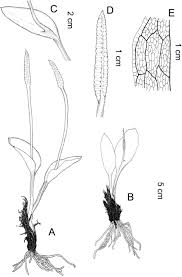 Image result for Ophioglossum gomezianum