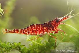 Brown Camo Shrimp Caridina Sp Quot Brown Camo Quot Freshwater Aquarium Shrimp Species Inform Freshwater Aquarium Shrimp Freshwater Aquarium Aquarium