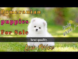 One look is all it takes for these adorable micro pomeranian puppies are tiny creatures with huge hearts. Pomeranian Puppies For Sale In Low Price Pomeranian Puppy For Sale In 2500 Meerut Pet Shop Youtube
