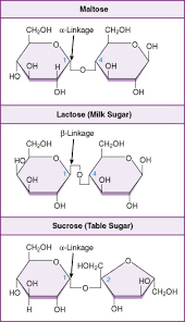 glycosidic bond an overview sciencedirect topics