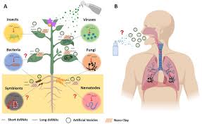 In thin individuals, it is visible under the skin. Plos Pathogens Small Rnas And Extracellular Vesicles New Mechanisms Of Cross Species Communication And Innovative Tools For Disease Control