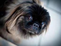 270 pleksne su lasinukais, 525 Pekinas Plutas Lt