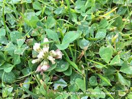 Check spelling or type a new query. Browse And Search The Tortoise Table Plant Database