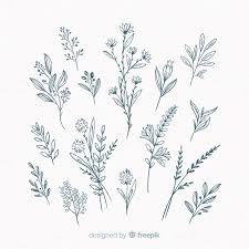 See more ideas about simple flower drawing, flower drawing, embroidery patterns. Download Hand Drawn Floral Decorative Elements For Free Flower Outline Floral Drawing Flower Drawing